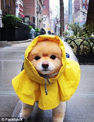 超萌狗狗惹禍？美國(guó)男子因?qū)櫸锞W(wǎng)站被奪走狀告前女友