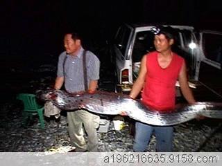 花蓮11人捕獲4米長地震魚 重59千克