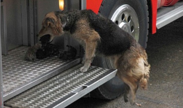 智利狗媽媽火場連救五子 舐犢情深令人動容