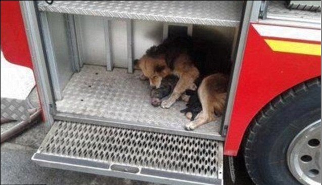 智利狗媽媽火場連救五子 舐犢情深令人動容