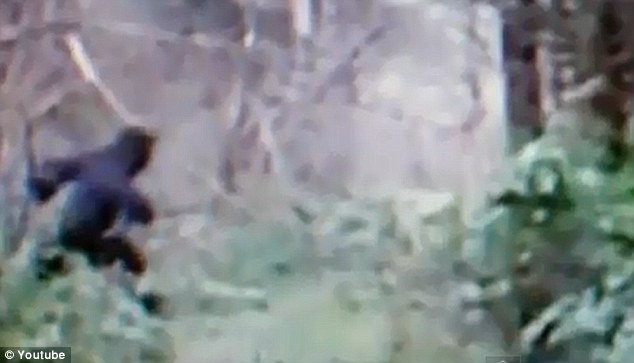 “大腳野人”出現在美國俄亥俄州? 網上視頻引熱議