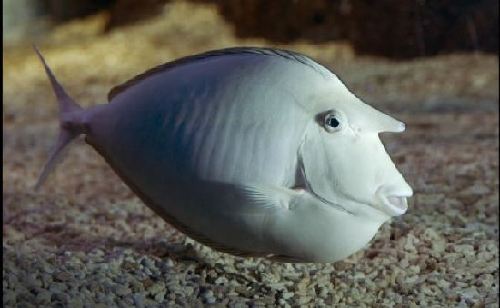 英國“獨角獸”魚長相奇特 可根據(jù)水質變色