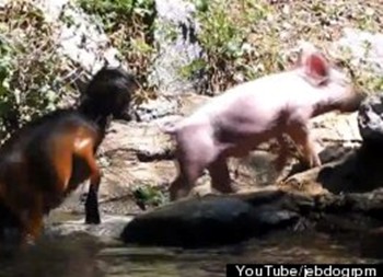 “奶媽狗”后又現“英雄豬” 勇救落水羊網絡走紅