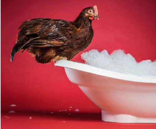 圖：為提高產蛋質量 英公司打造世界首款公雞掛歷