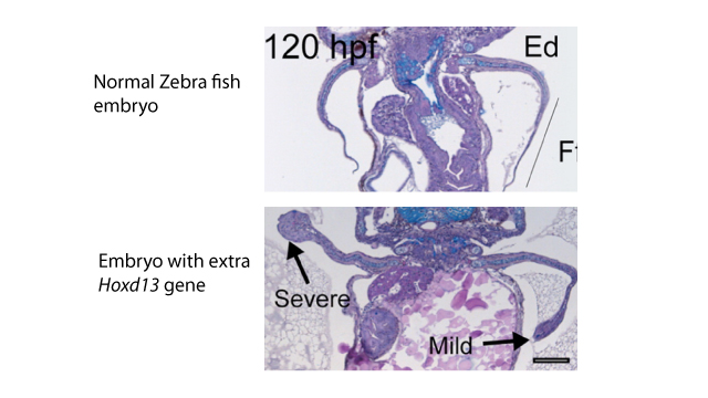 西班牙科學家培育出長“腿”斑馬魚 有望再現進化過程