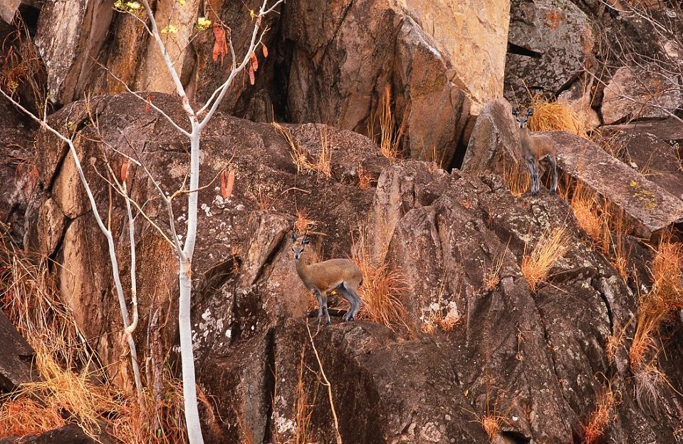 鸚鵡化身樹葉、松雞變身雪堆 美攝影師揭秘動物界的易容高手