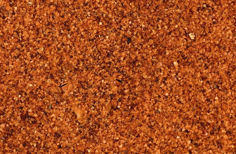 鸚鵡化身樹葉、松雞變身雪堆 美攝影師揭秘動物界的易容高手