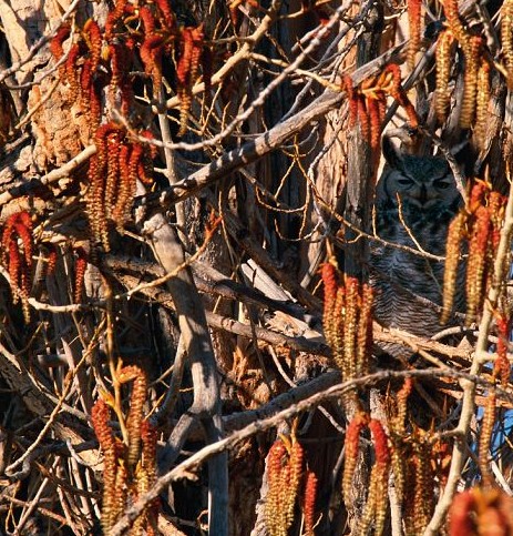 鸚鵡化身樹葉、松雞變身雪堆 美攝影師揭秘動物界的易容高手