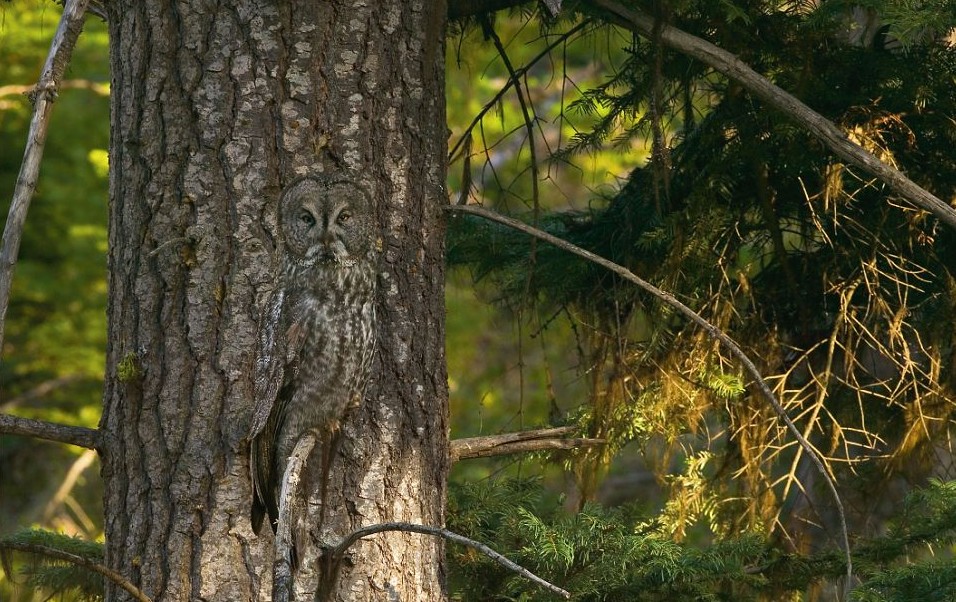 鸚鵡化身樹葉、松雞變身雪堆 美攝影師揭秘動物界的易容高手