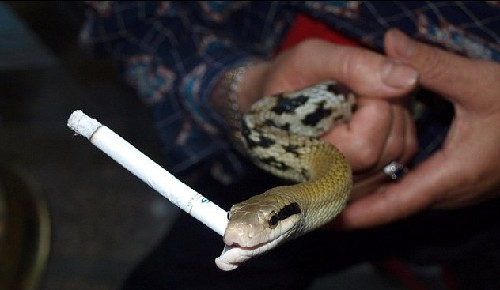 烏龜、毒蛇、大猩猩：動物界“煙鬼”百態（組圖）