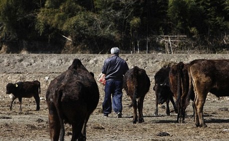 日本農民為照顧動物堅守核輻射區 生命堪危 
