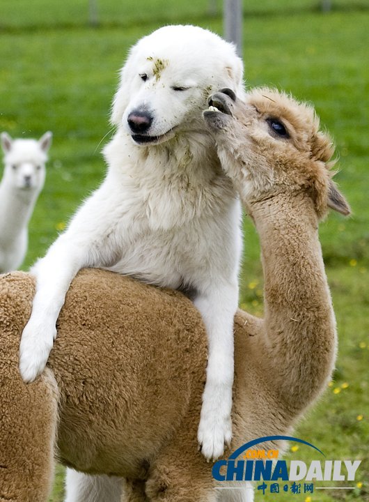治愈系組圖：可愛動物們的跨物種感情
