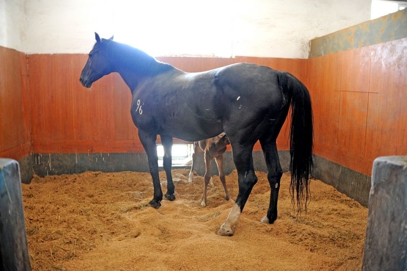 每匹馬養護成本2500元/月?探秘大連女騎警訓練基地