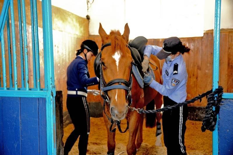 每匹馬養護成本2500元/月?探秘大連女騎警訓練基地