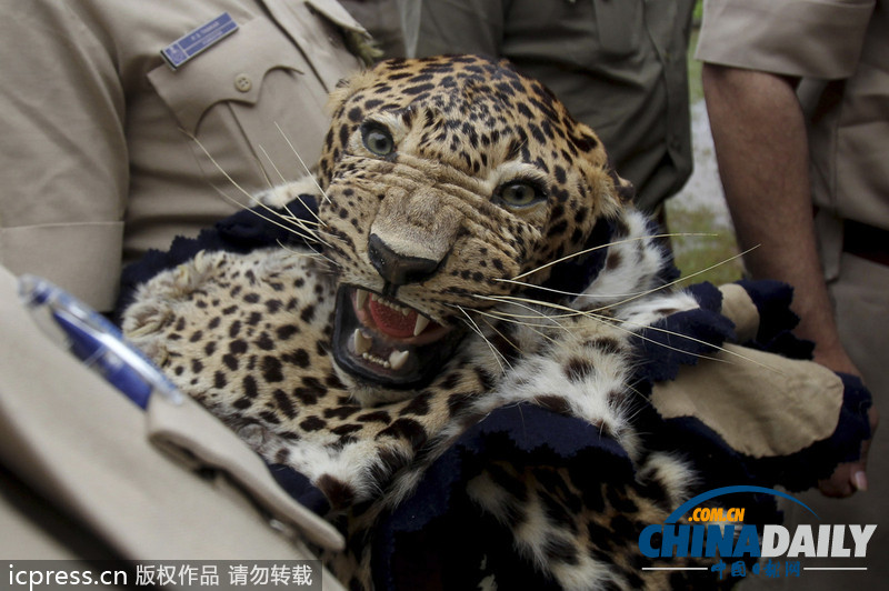 印度焚燒走私豹皮 呼吁保護野生物種（高清組圖）