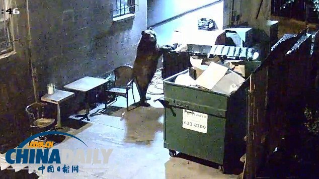 監(jiān)控實(shí)拍美國“熊食客”偷吃餐廳廚余垃圾（組圖）