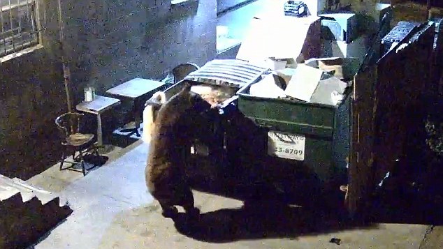 監控實拍美國“熊食客”偷吃餐廳廚余垃圾（組圖）