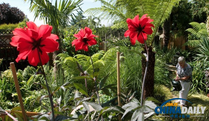 英國(guó)夫婦自家后院打造“熱帶叢林” 仿佛天堂一角