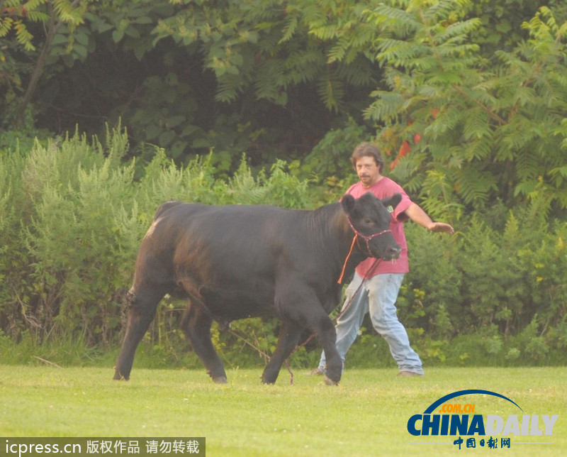 美國農場秀公牛脫韁逃跑撞倒一名男子