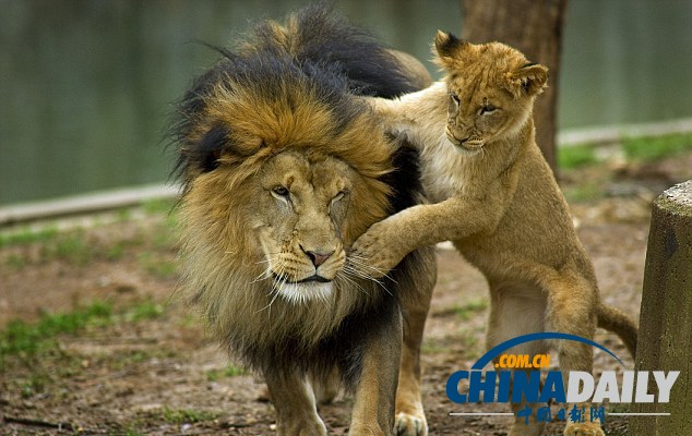 小獅子死纏老爸同玩耍惹“獅吼” 頑皮萌態(tài)惹人愛（組圖）