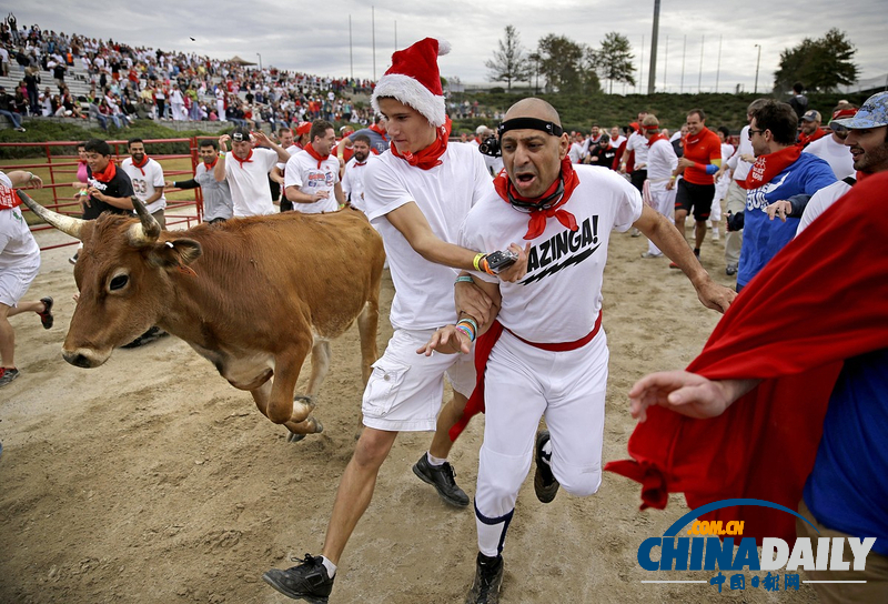 美國人牛奔跑大賽 事故不斷險象環生