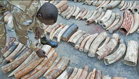 【記者手記】中國人保護非洲野生動物意識逐漸增加