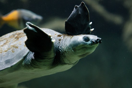 印尼機場查獲8000只走私稀有龜 或打算運至中國