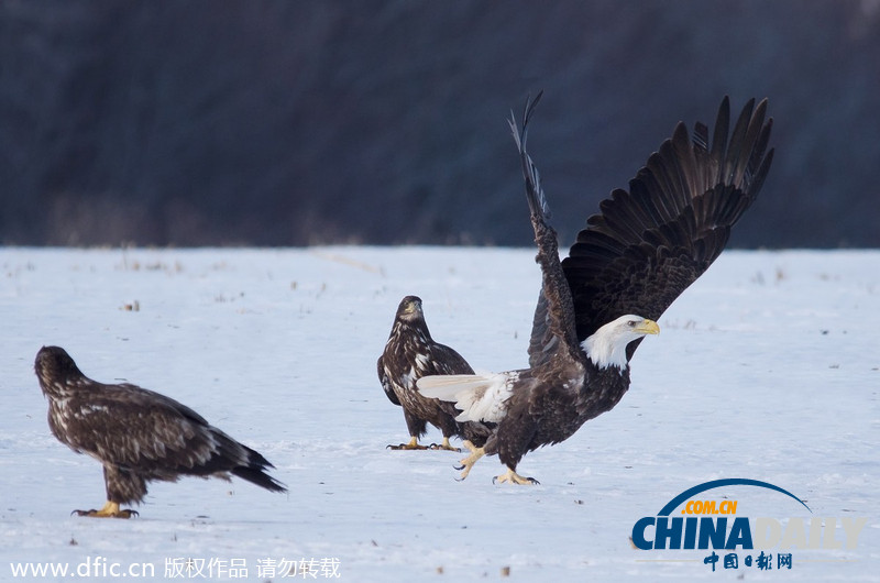 加拿大雪原上演華麗空戰：鷹擊長空護“主權”