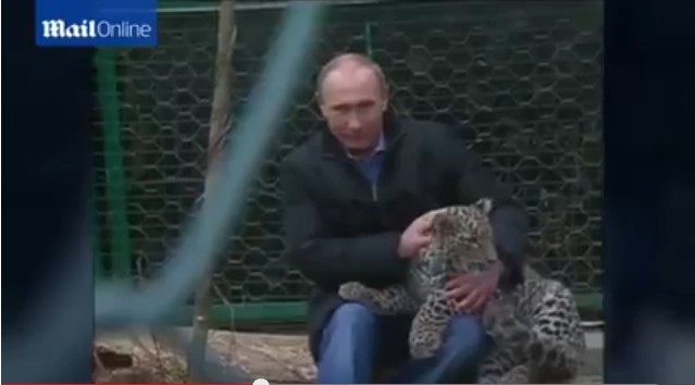 普京現身索契 與勇猛波斯豹幼崽玩耍