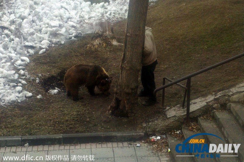 遛狗簡直弱爆啦！俄羅斯男子遛棕熊震驚路人