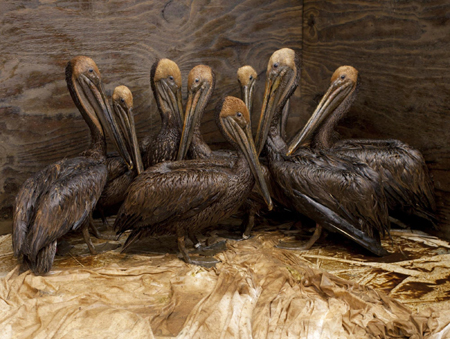 Oil-covered pelicans cleaned