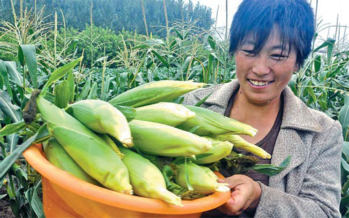 Expert: Pest attack to have little effect on corn production