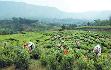 How to make white tea