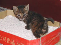 貓沙是誰發(fā)明的？