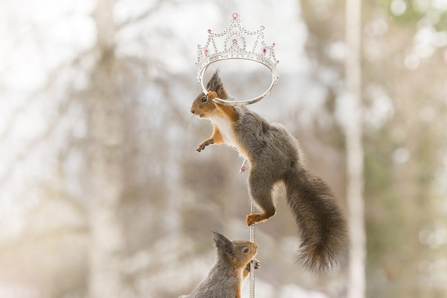 英國(guó)王室婚禮在即！看小松鼠演繹“童話婚禮”（組圖）