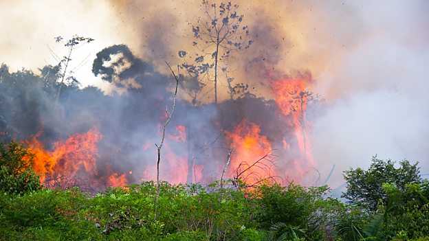 Humans make rainforest more flammable 人類活動使熱帶雨林更易燃