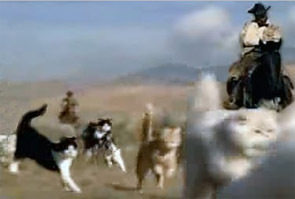 不可能完成的任務(wù)像“放貓”?