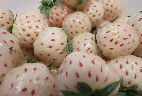 我不想看書!因?yàn)槲矣?#8220;密集恐懼癥”!