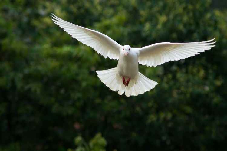 “被放鴿子”、“放別人鴿子”該怎么說(shuō)？