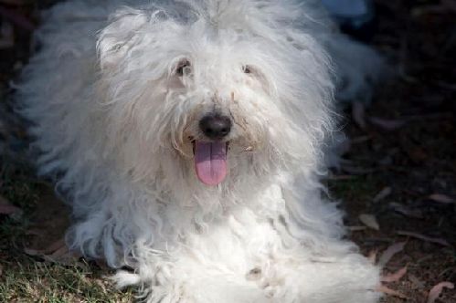 2014萌萌噠!網絡最紅寵物年度盤點