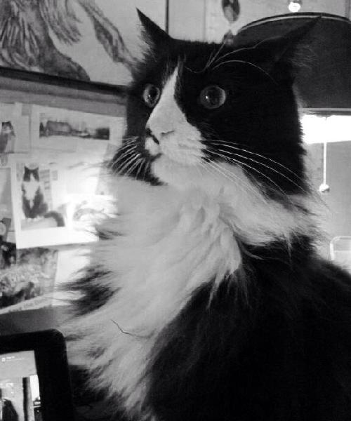 2014萌萌噠!網(wǎng)絡(luò)最紅寵物年度盤點(diǎn)