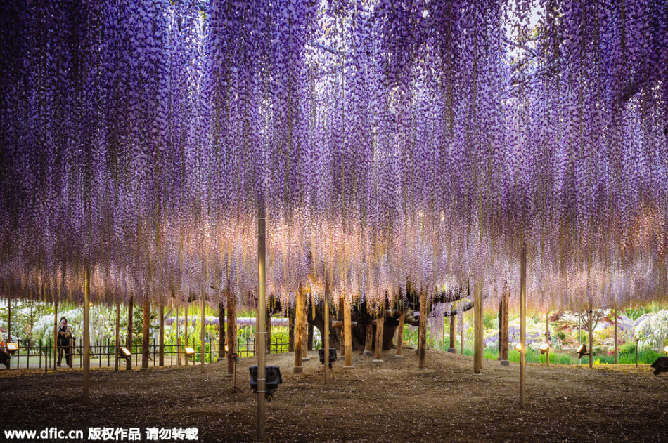 現(xiàn)實(shí)版《阿凡達(dá)》靈魂樹花開