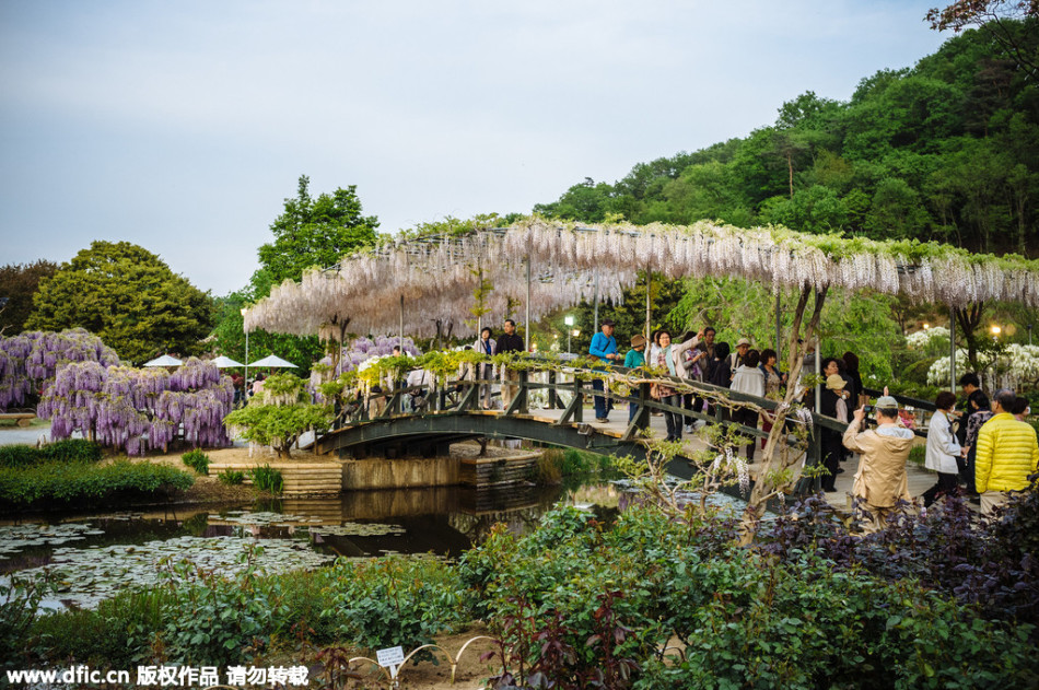 現實版《阿凡達》靈魂樹花開