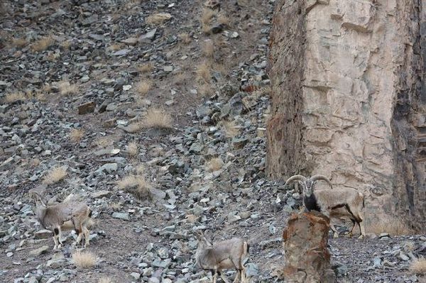 考眼力：圖中的雪豹在哪兒？