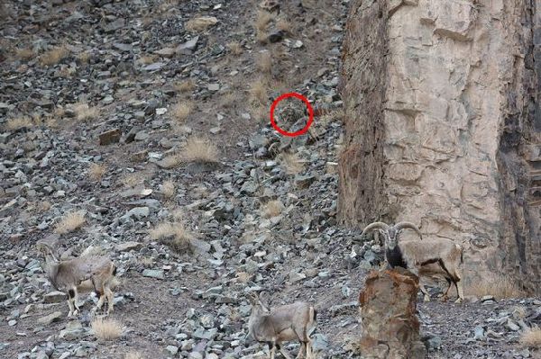 考眼力：圖中的雪豹在哪兒？