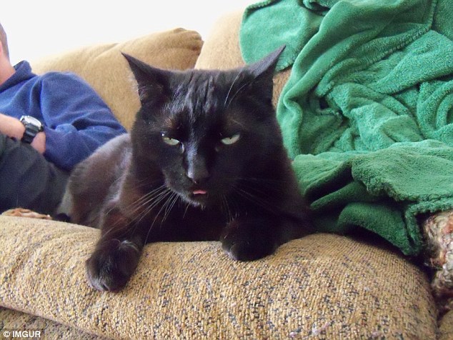 萌態百出的動物吐舌照