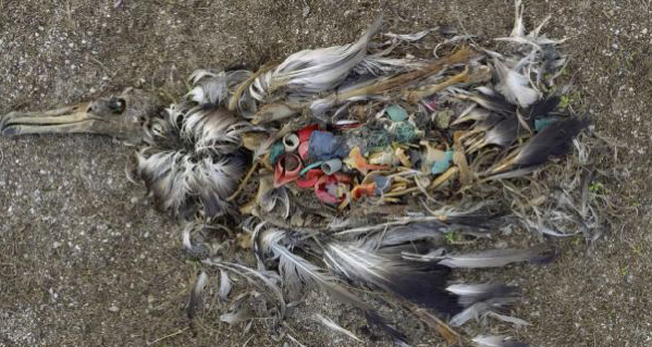 17歲時少年決定把海洋洗凈,現在21歲的他做到了