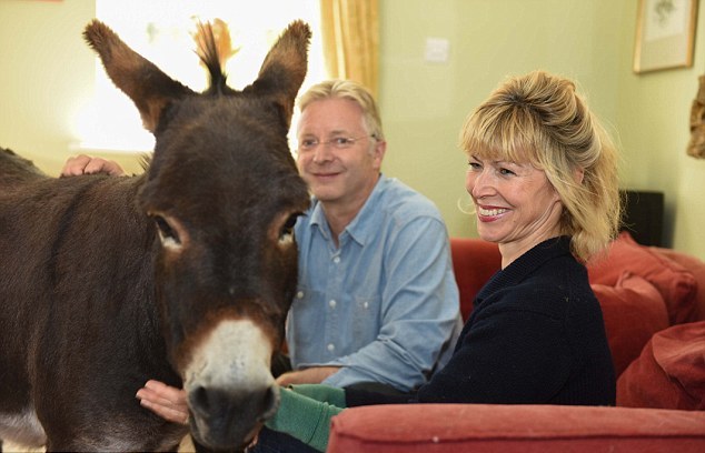英國3歲小毛驢以為自己是狗 愛遛彎、愛抱抱、愛看網球