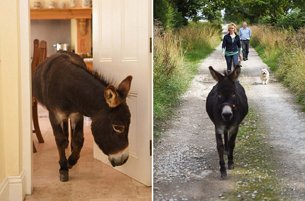 英國3歲小毛驢以為自己是狗 愛遛彎、愛抱抱、愛看網球