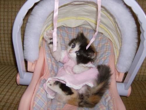 帶毛寵物別名:毛寶寶